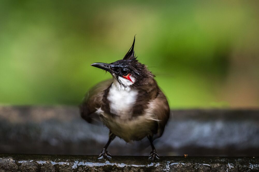 The Dancing Bulbul !! (4)