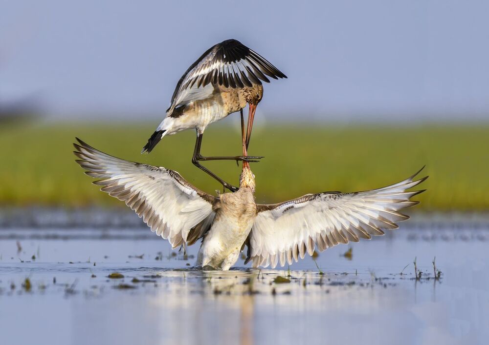 Black Tailed Godwit fight (4)