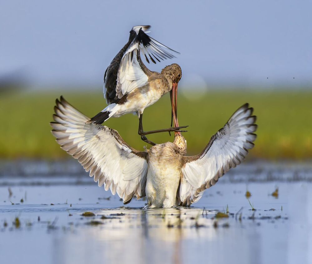 Black Tailed Godwit fight (3)