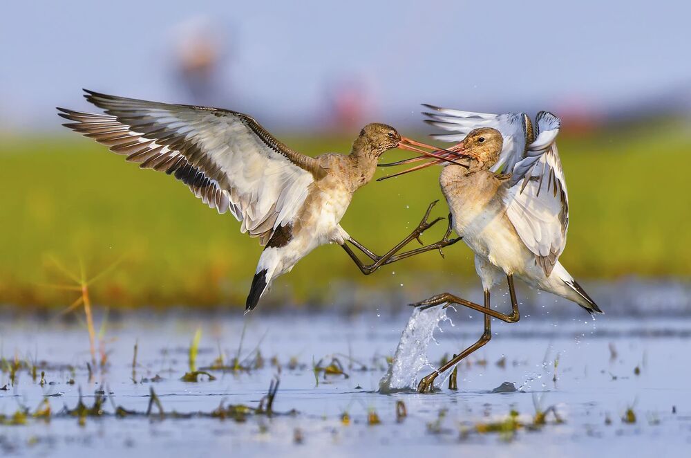 Black Tailed Godwit fight (2)