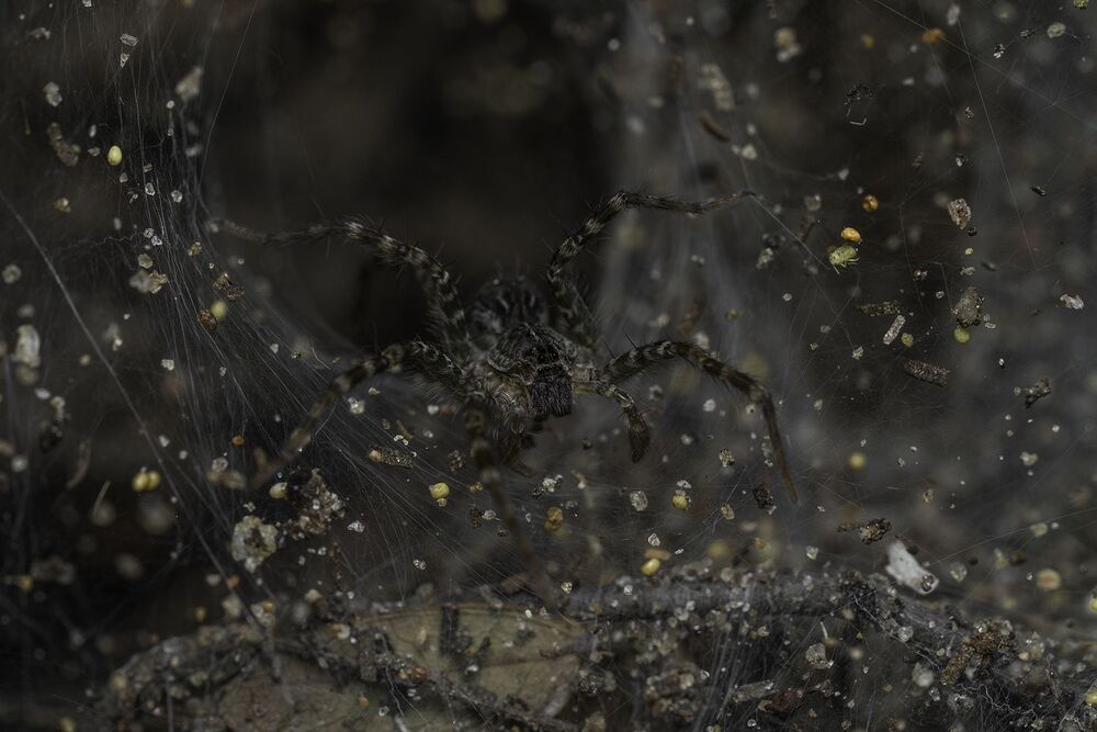 Wolf Spiders (4)