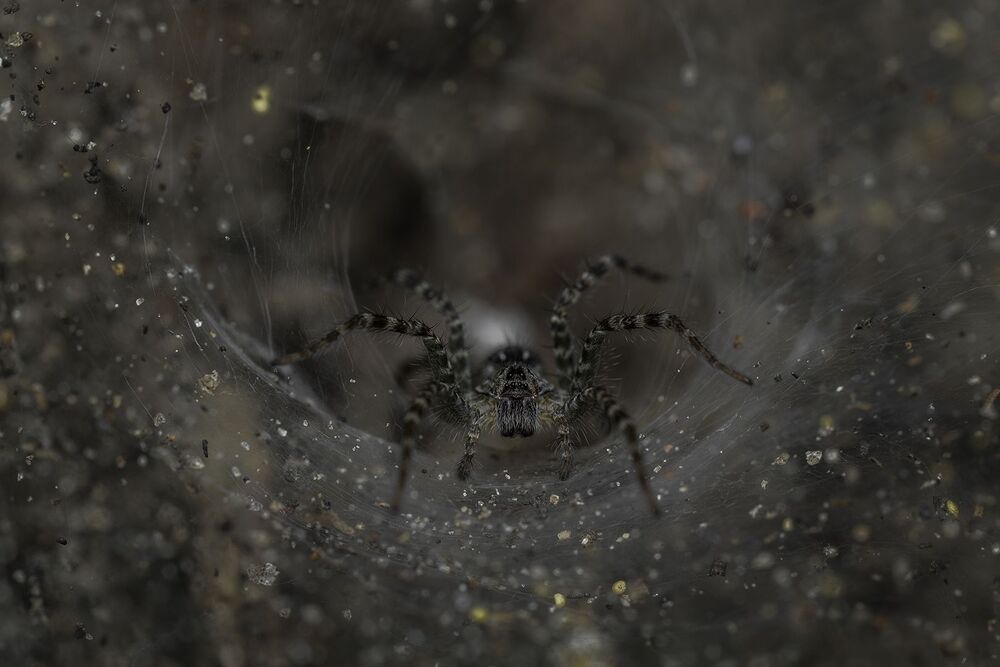 Wolf Spiders (3)