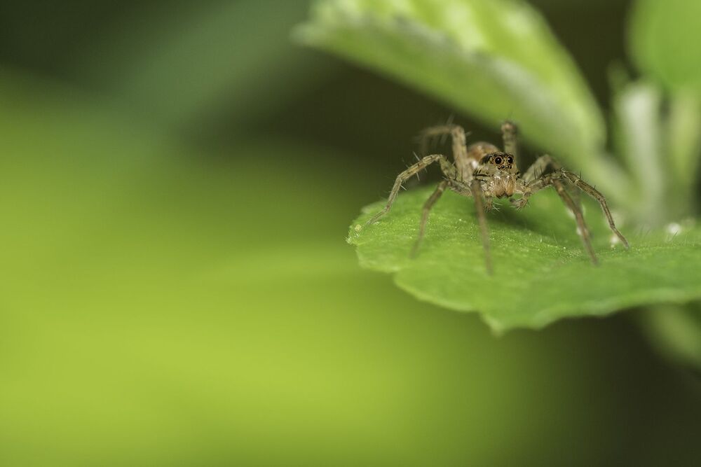 Wolf Spiders (2)