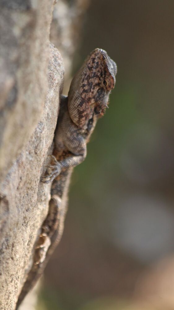 Photo #2935052 (3)