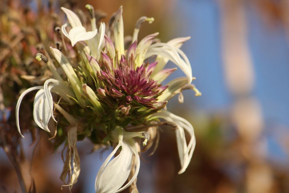 Photo #2935052 (5)
