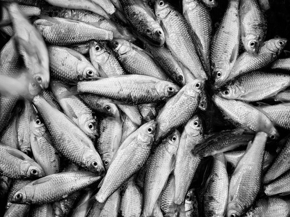 Catch fish (7)