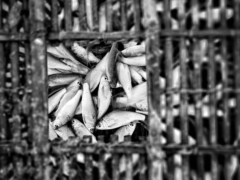 Catch fish (9)