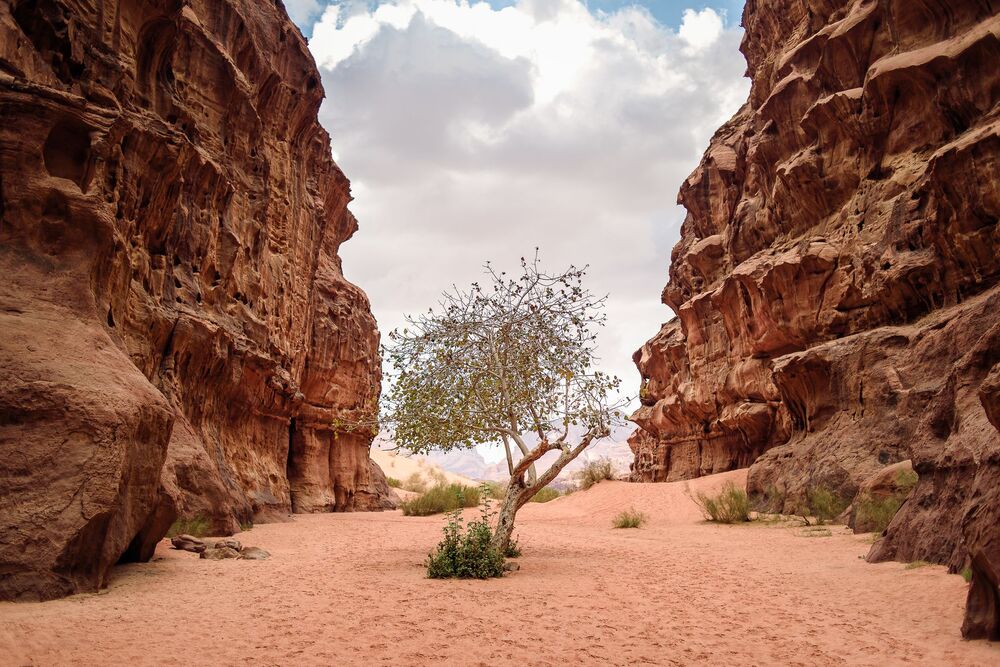 The Unseen Life of Jordan (4)