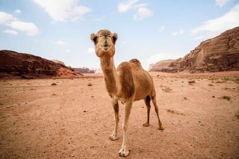 The Unseen Life of Jordan (6)