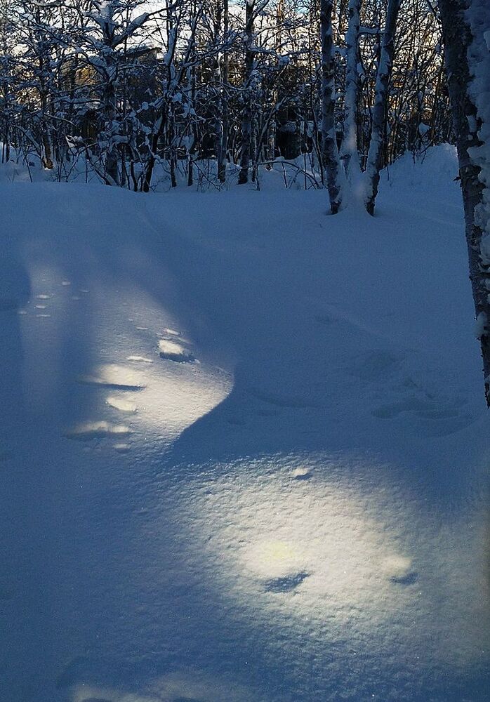 Photo #2977754 (4)