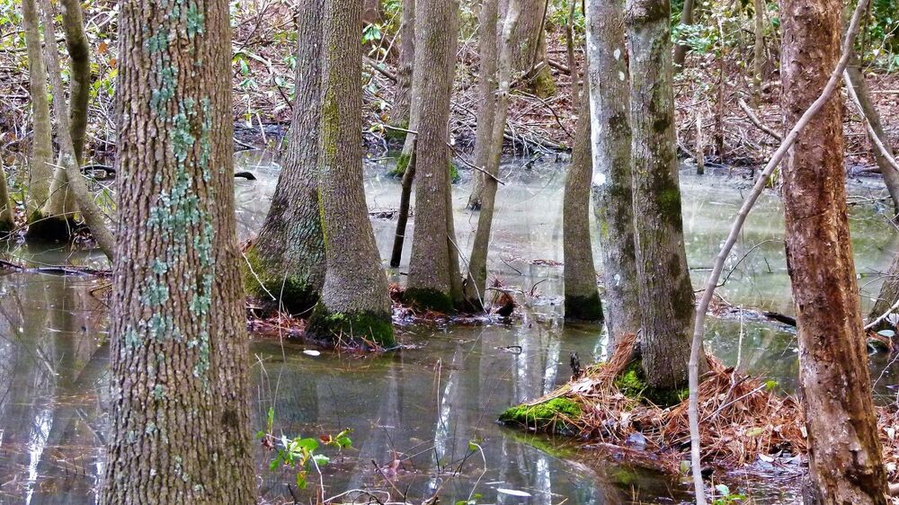 North Carolina Forest Fairy Tale 2 - лесная сказка Северной Каролины 2 (3)