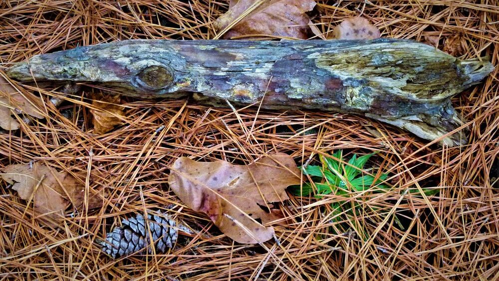 North Carolina Forest Fairy Tale 2 - лесная сказка Северной Каролины 2 (4)