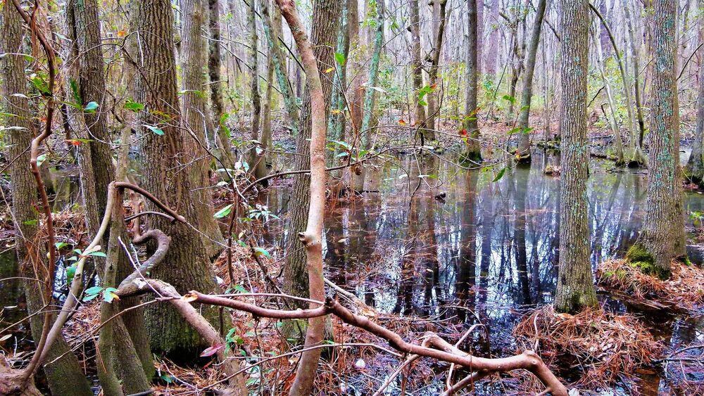 North Carolina Forest Fairy Tale 4 - лесная сказка Северной Каролины 4 (2)
