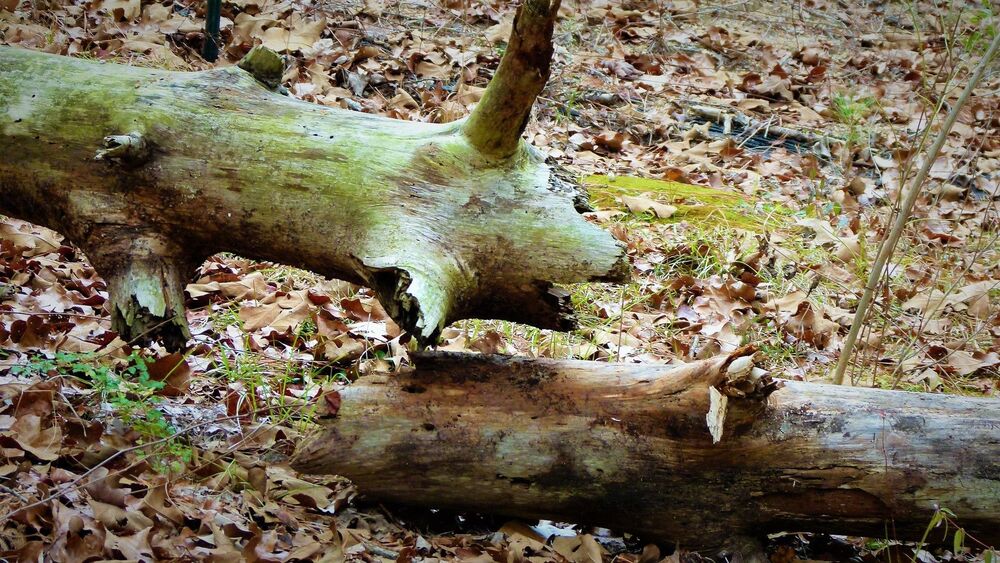 North Carolina Forest Fairy Tale 4 - лесная сказка Северной Каролины 4 (4)
