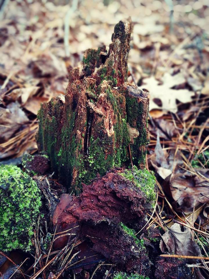 North Carolina Forest Fairy Tale 5 - лесная сказка Северной Каролины 5 (2)