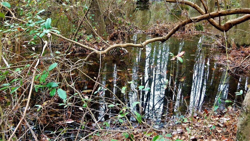 North Carolina Forest Fairy Tale 5 - лесная сказка Северной Каролины 5 (3)