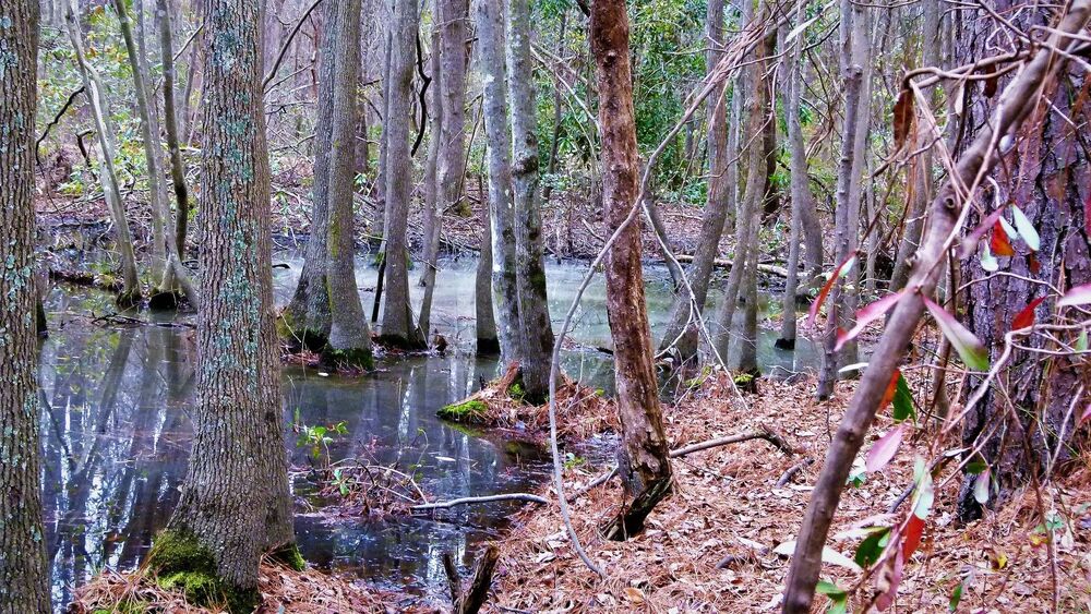 North Carolina Forest Fairy Tale 6 - лесная сказка Северной Каролины 6 (4)