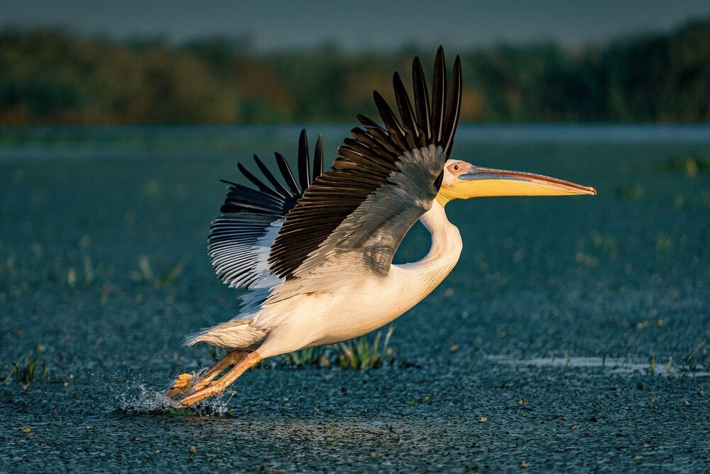 Pelicans in the Danube Delta (3)