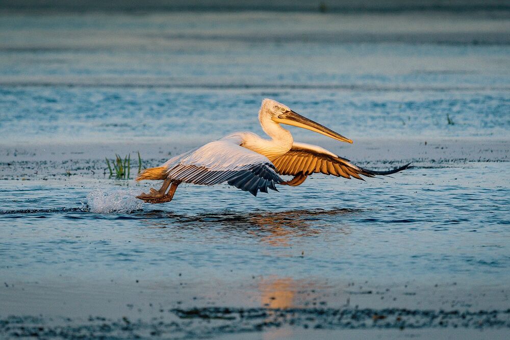 Pelicans in the Danube Delta (4)