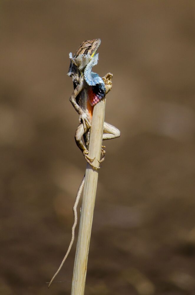 Fan Throated Lizard Skin Moulting. (2)
