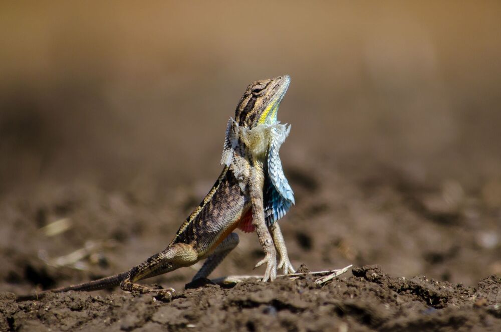 Fan Throated Lizard Skin Moulting. (3)