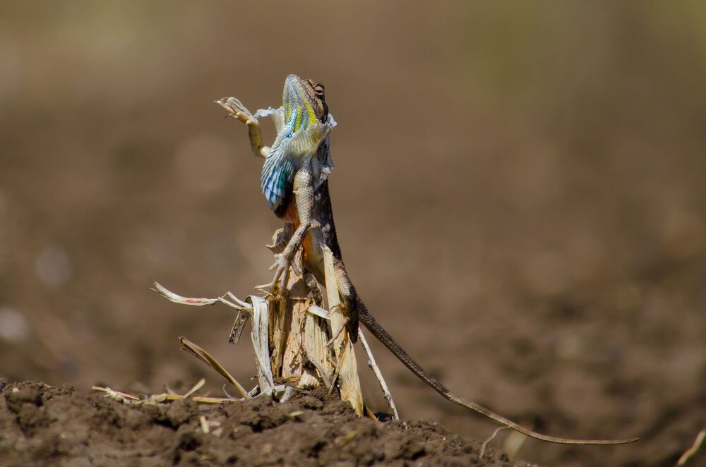 Fan Throated Lizard Skin Moulting. (4)