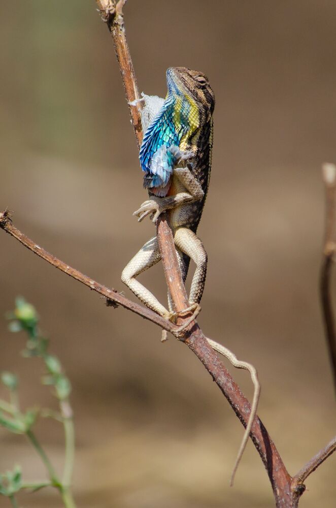 Fan Throated Lizard Skin Moulting. (5)