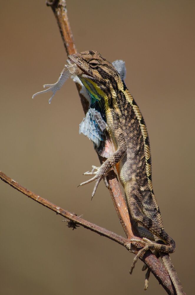 Fan Throated Lizard Skin Moulting. (6)