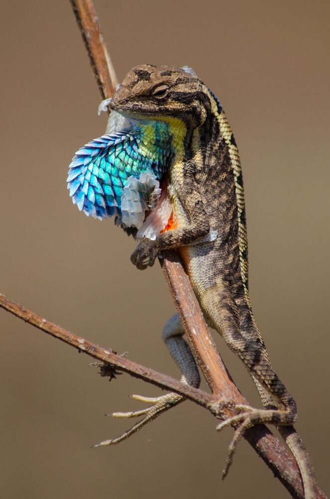 Fan Throated Lizard Skin Moulting. (7)
