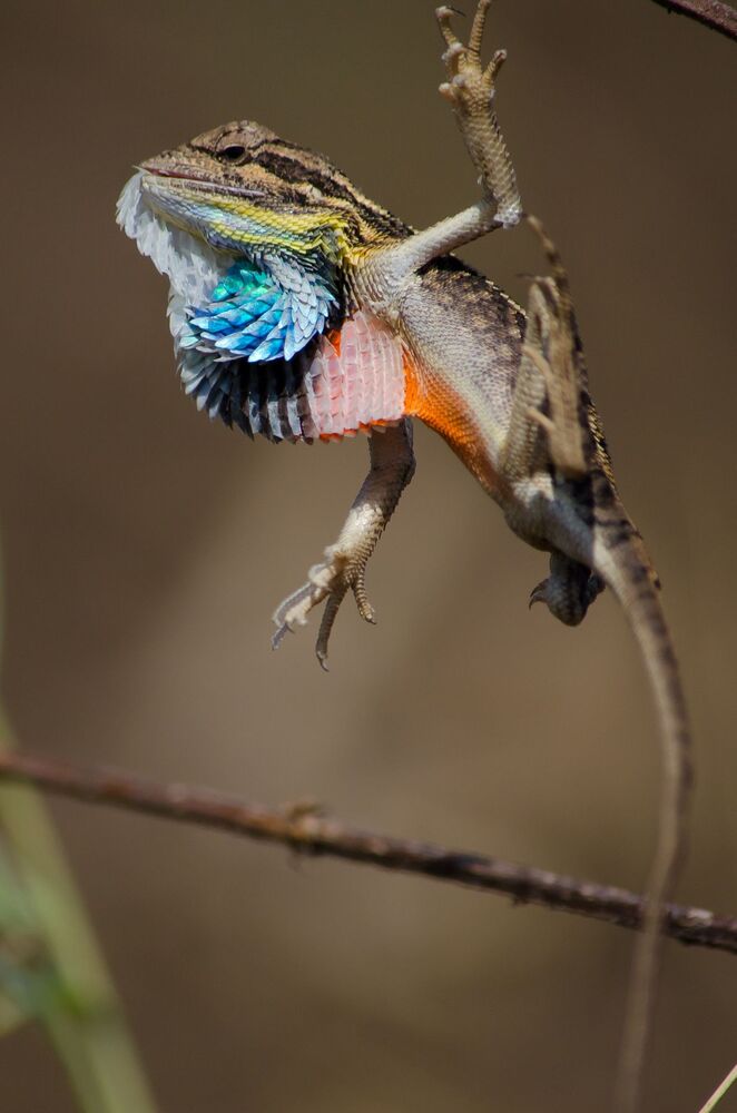 Fan Throated Lizard Skin Moulting. (8)