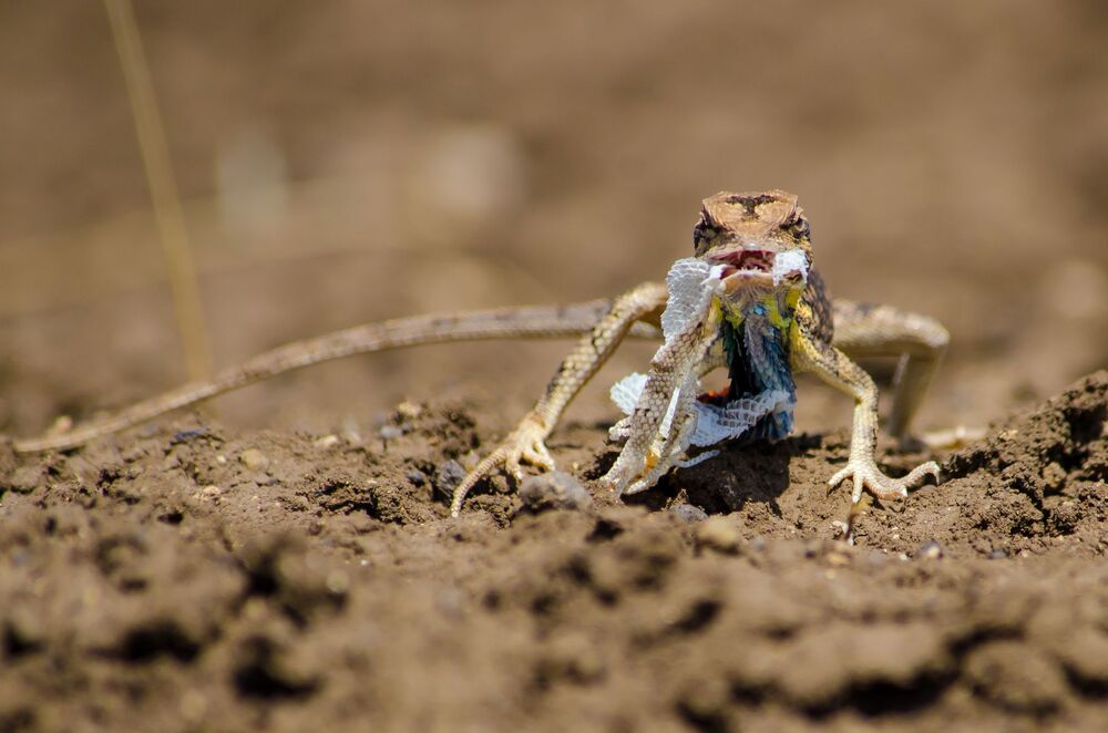 Fan Throated Lizard Skin Moulting. (9)