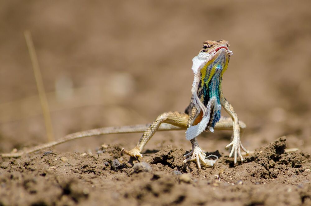 Fan Throated Lizard Skin Moulting. (10)