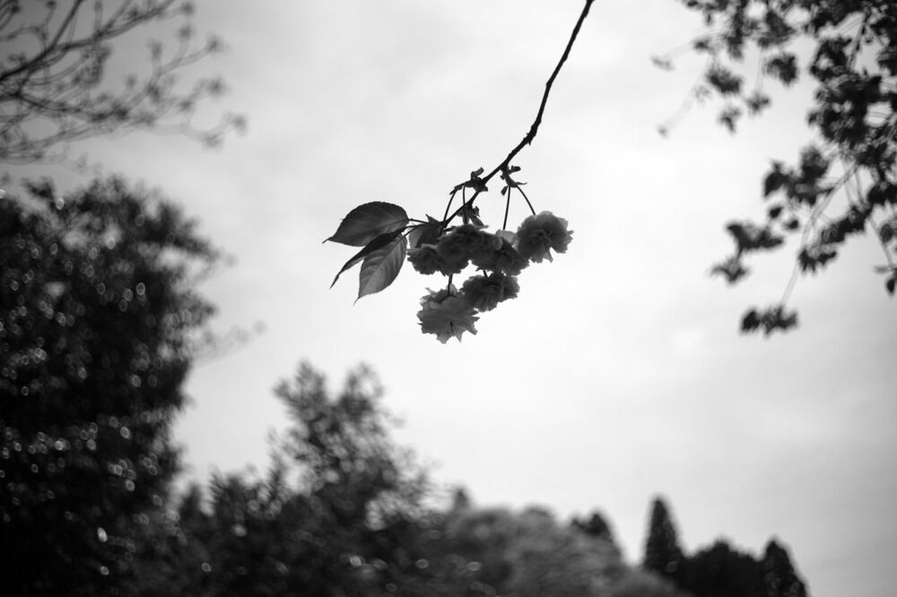 Give Me Flowers While I Can Still Smell Them (3)