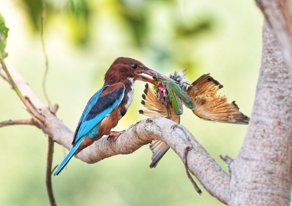 Kingfisher eating the green bee-eater. (2)