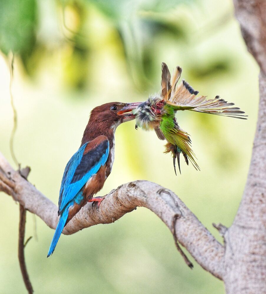 Kingfisher eating the green bee-eater. (3)