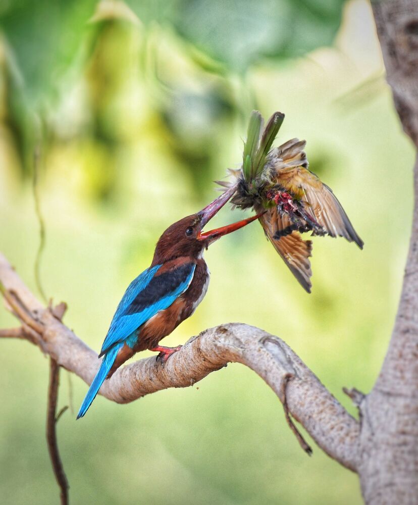 Kingfisher eating the green bee-eater. (4)