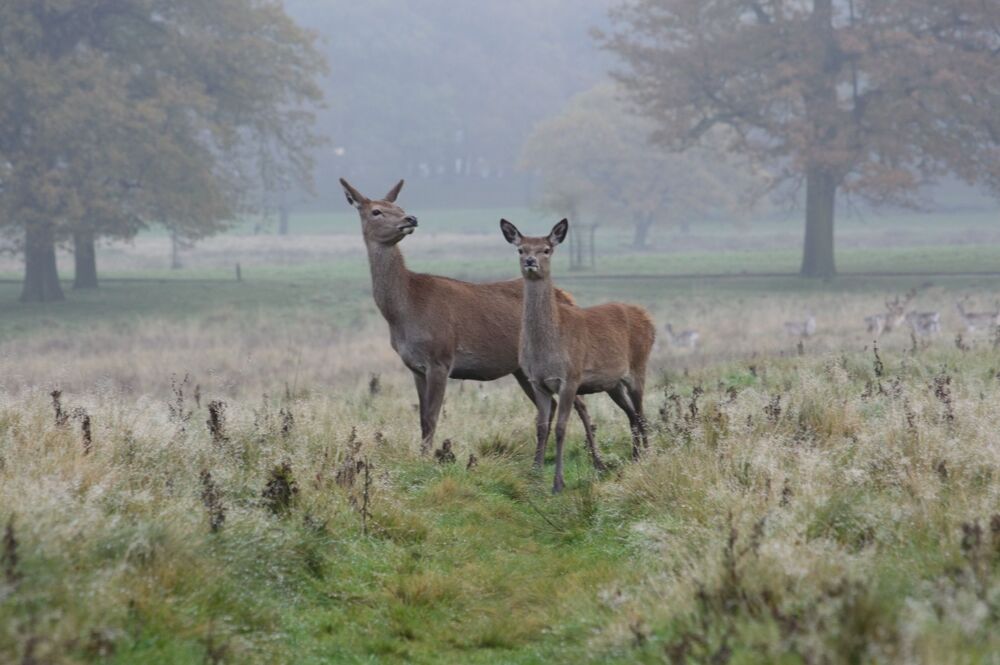 Deers (2)