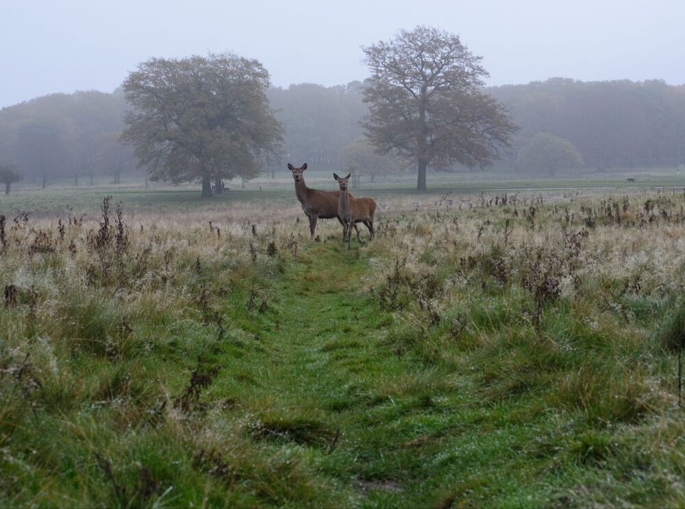 Deers (3)