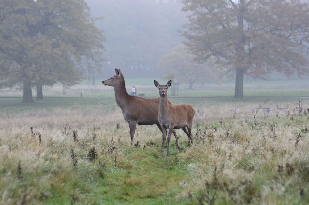 Deers (4)