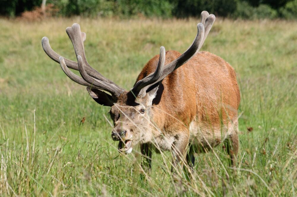 Deer (2)