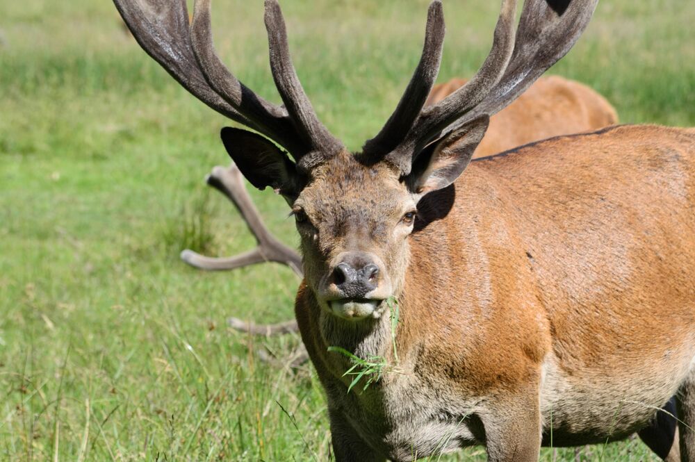 Deer (3)