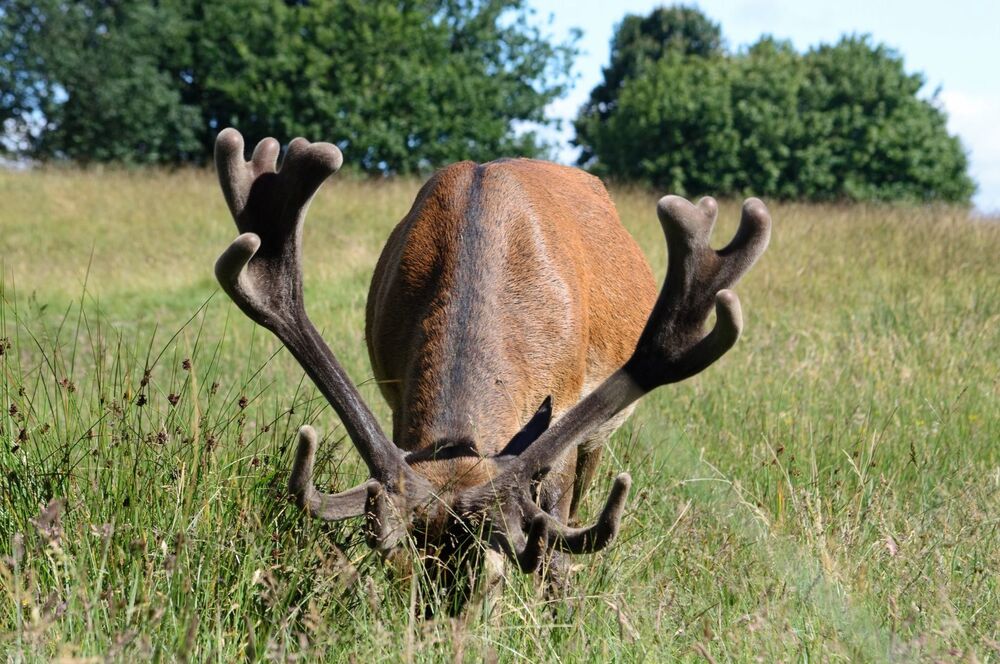 Deer (4)