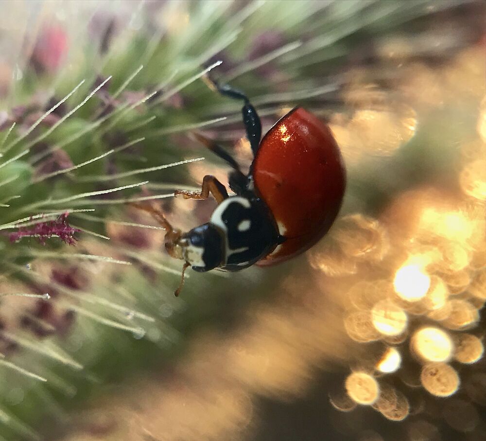 Macro photo (3)