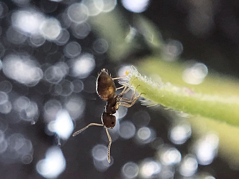 Macro photo (4)