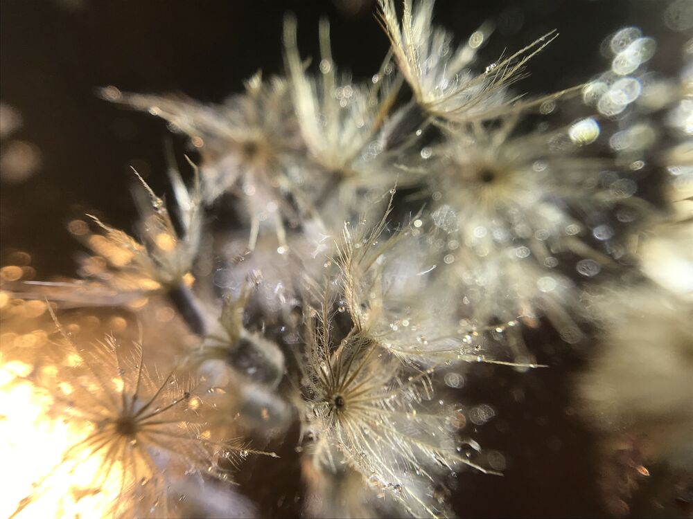 Macro photo (5)
