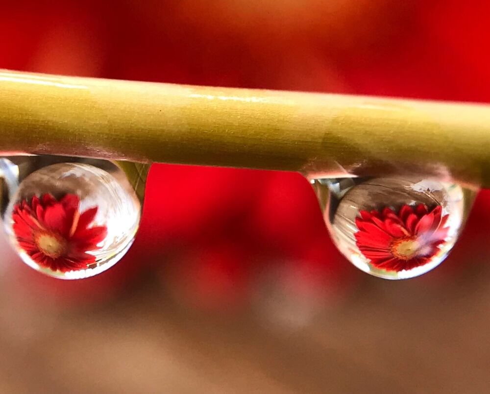 Macro photo (7)