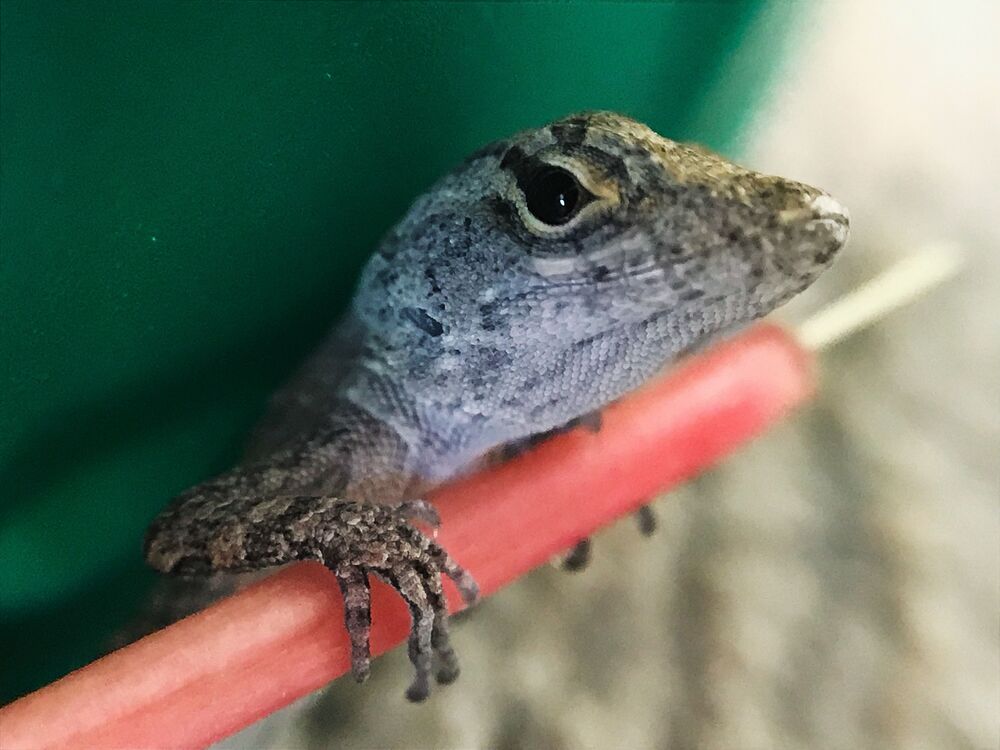 Macro photo (8)