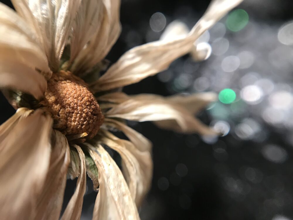 Macro photo (9)