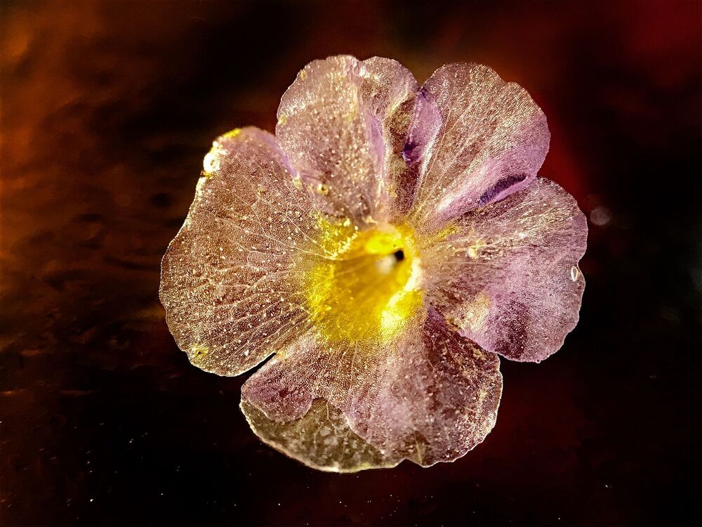 Macro photo (11)