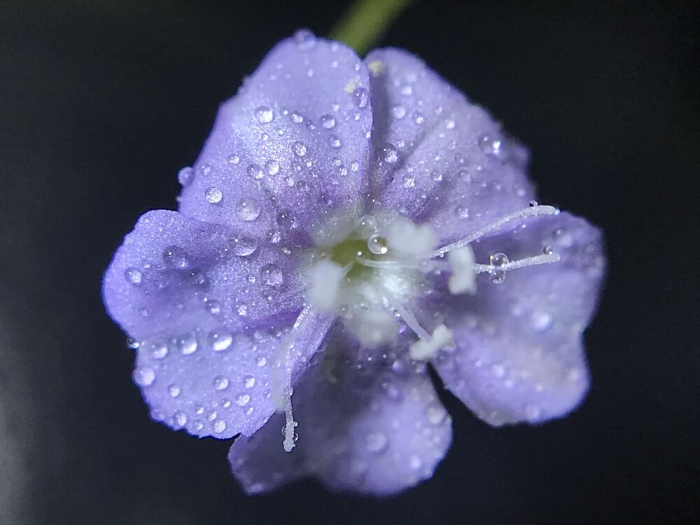 Macro photo (2)